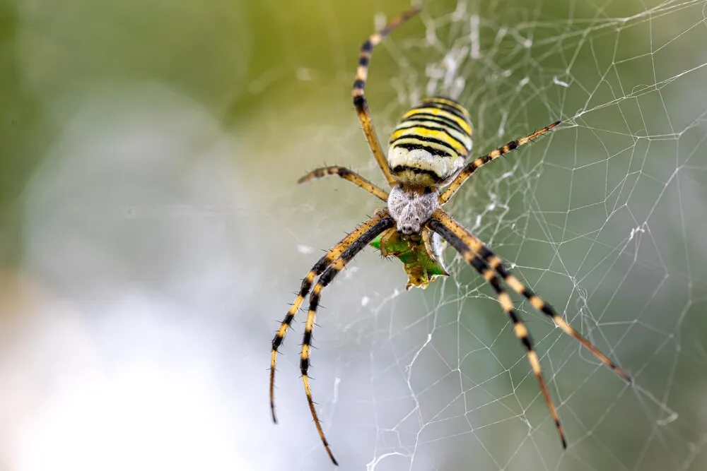 araña avispa Argiope bruennichi de franjas negras y amarillas en su telaraña.