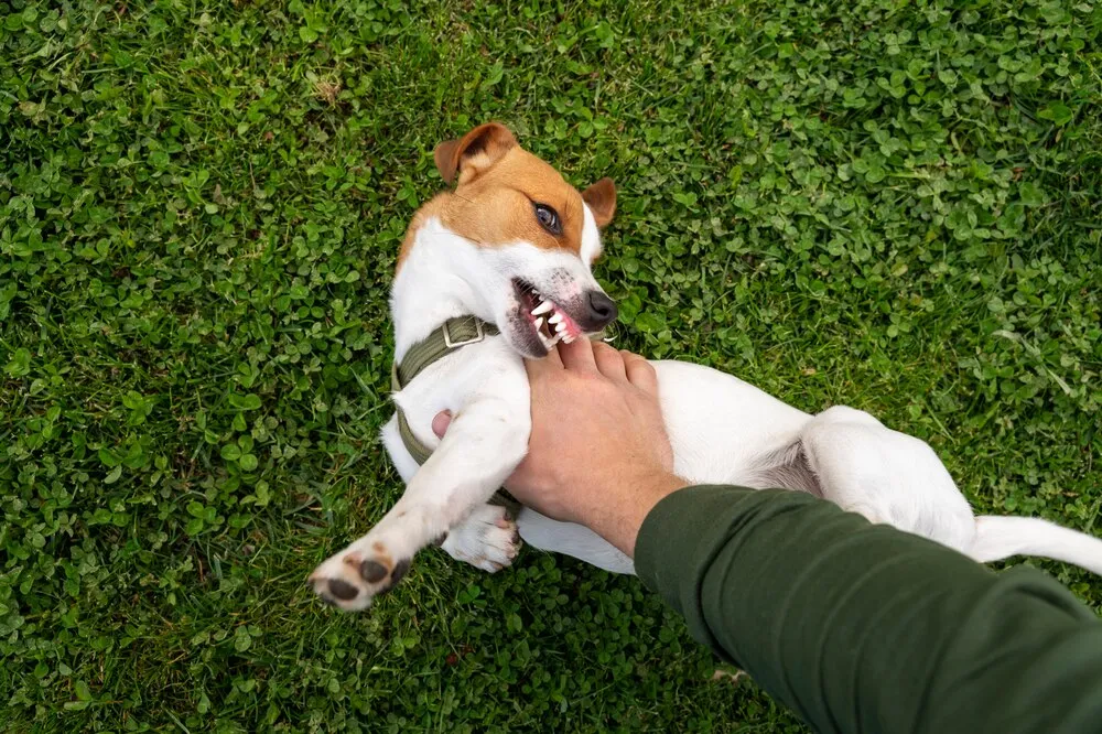perro adorable en el parque en la naturaleza con su dueño