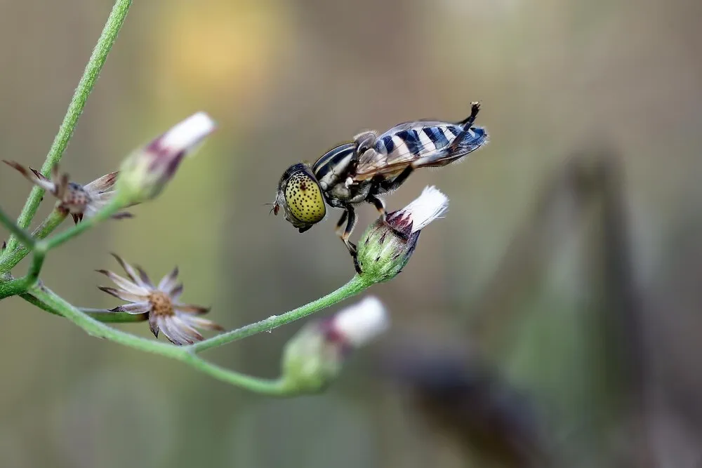 Eristalinus o mosca de las flores posada sobre una flor pequeña