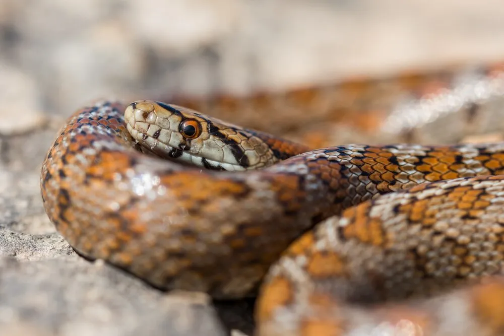 primer plano de la cabeza de una serpiente leopardo o culebra europea adulta, zamenis situla, en malta