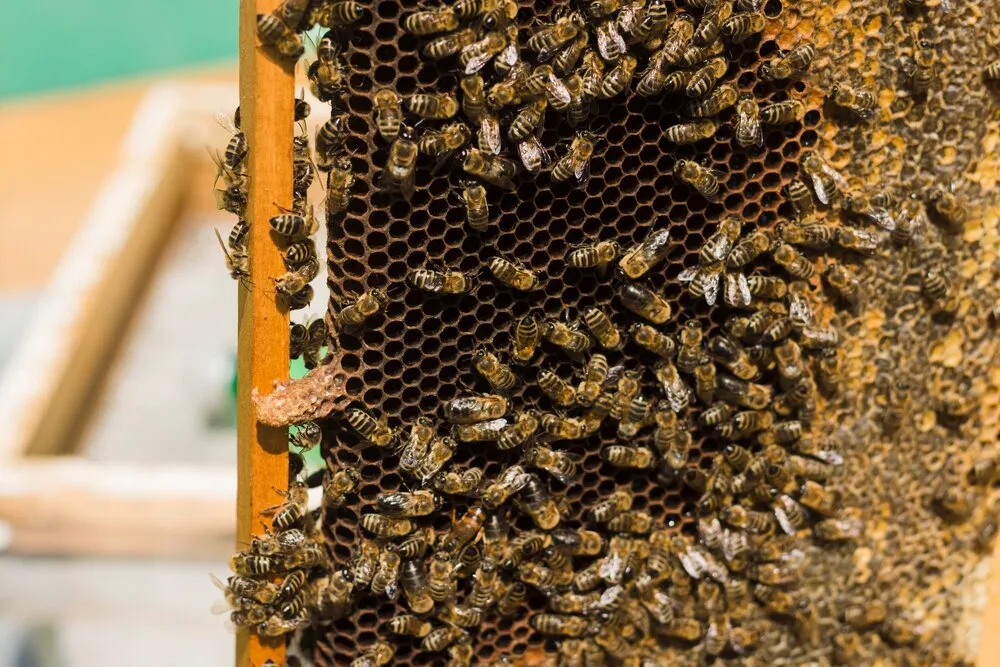panal con abejas